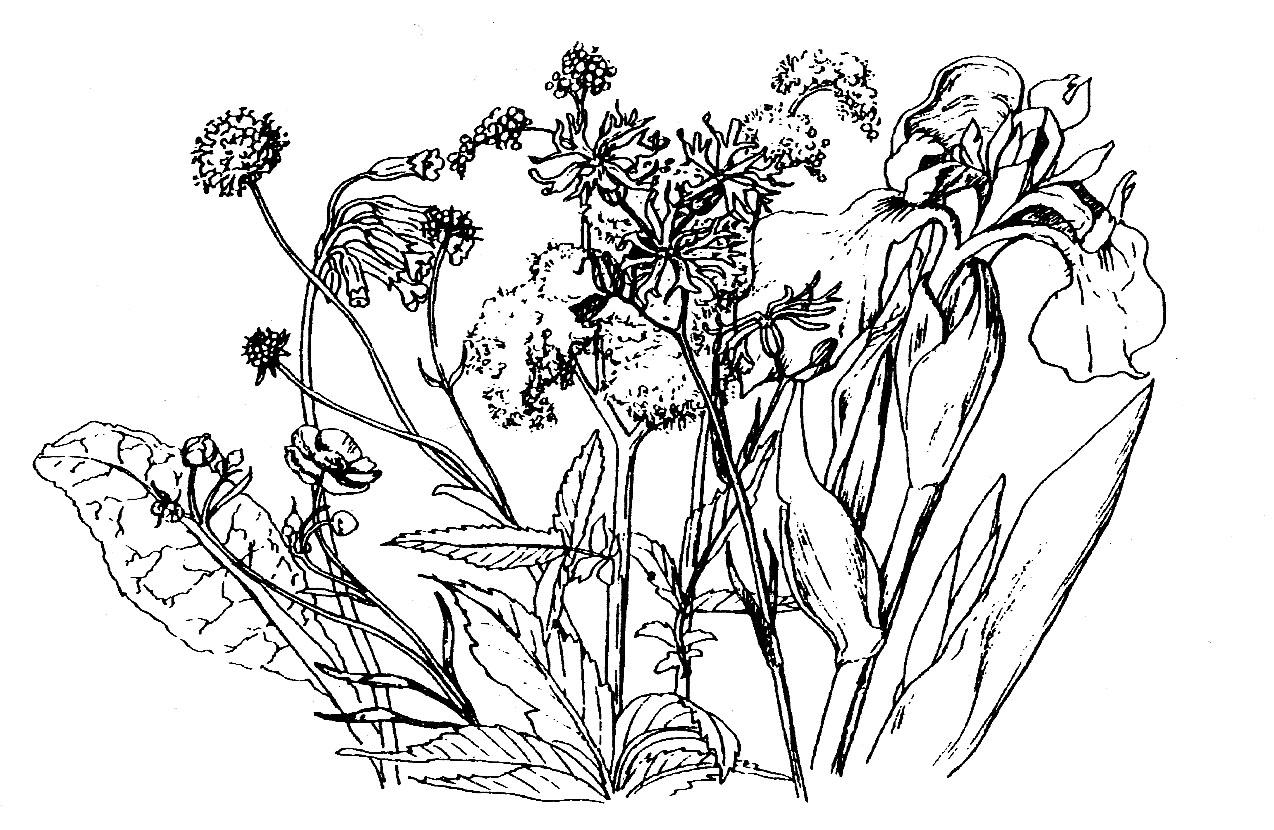 Damp Meadow Mix