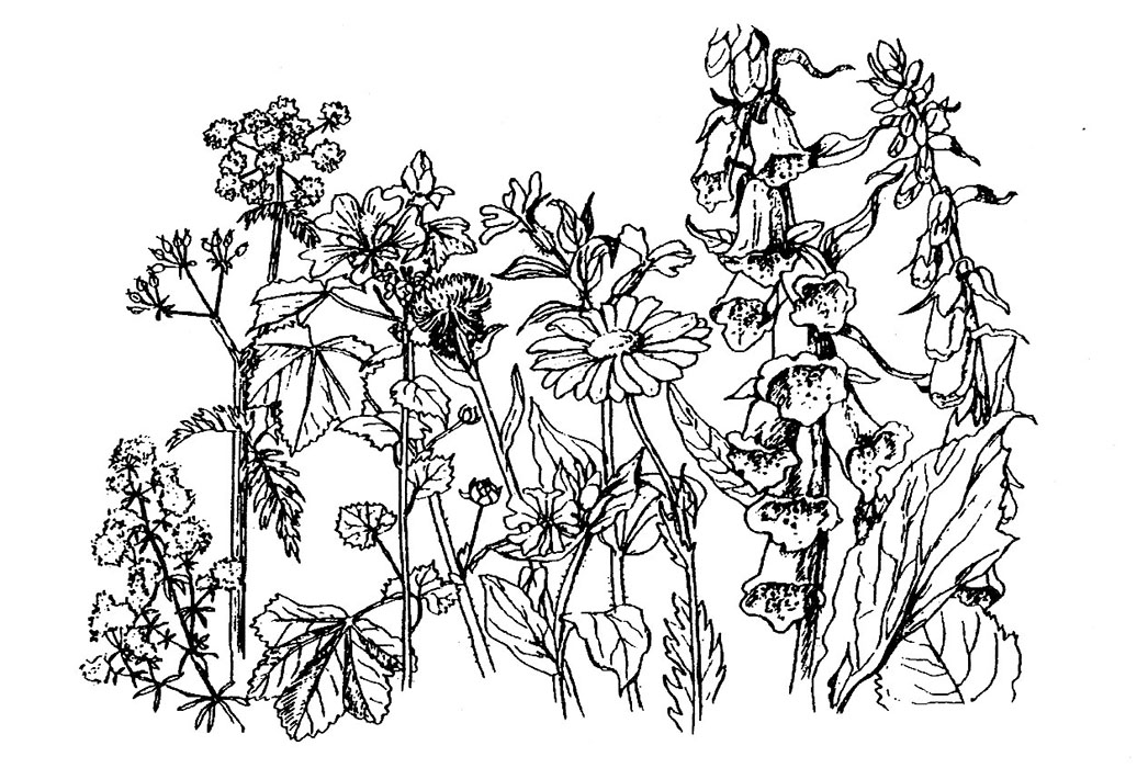 Illustrations, artwork