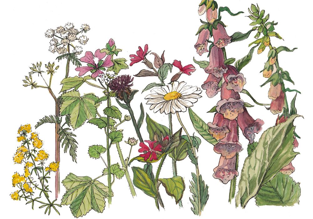 Hedgerow mix