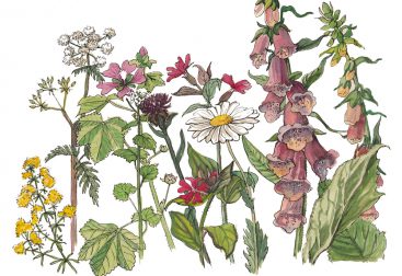Hedgerow mix