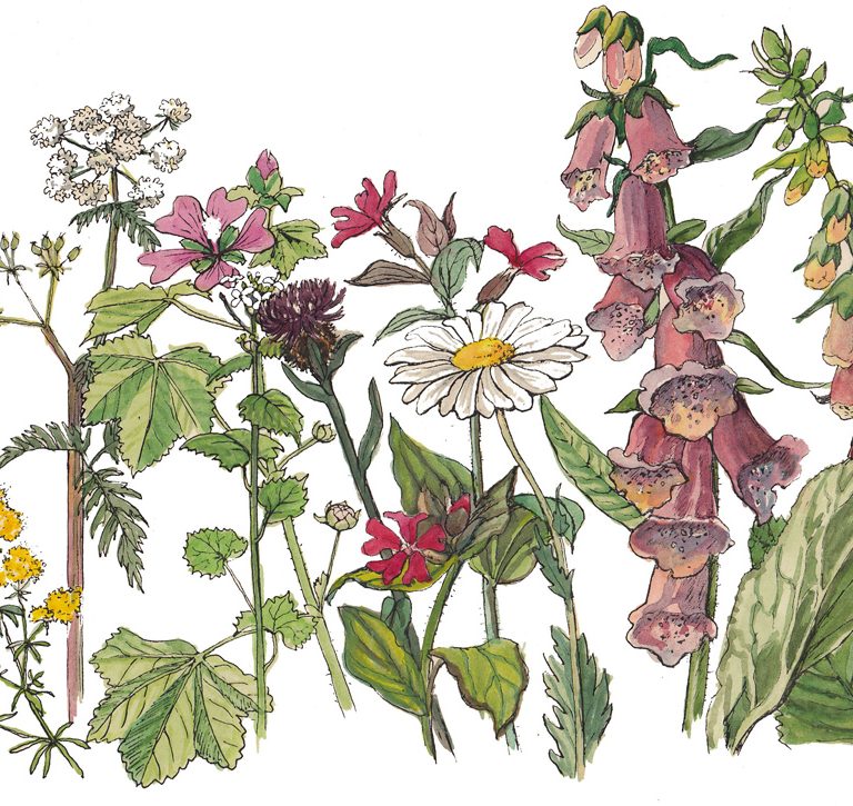 Hedgerow mix