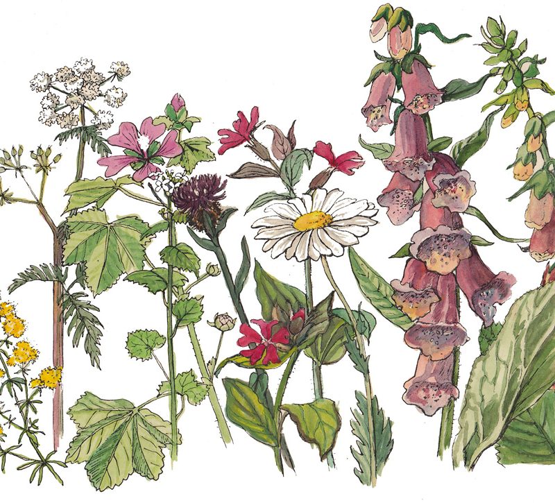Hedgerow mix