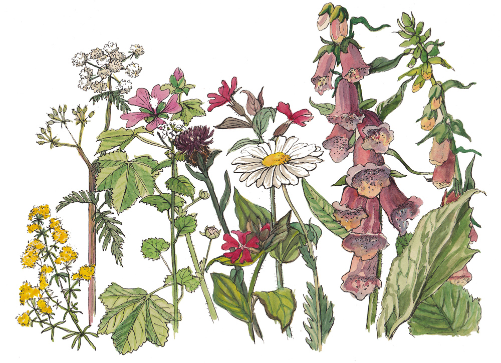 Hedgerow mix