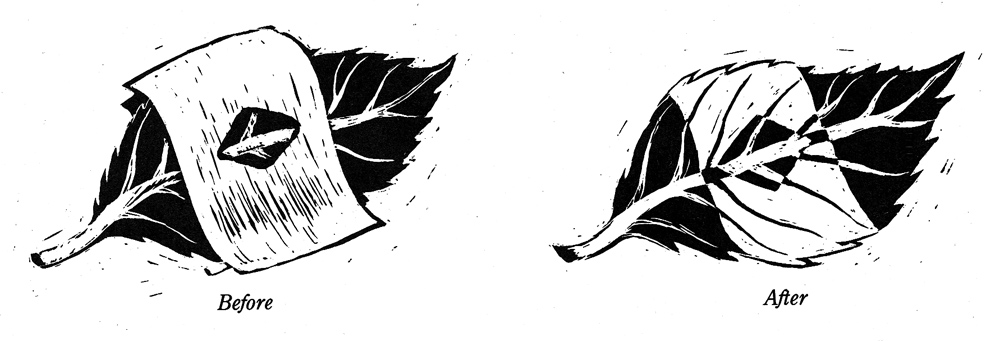 Leaf light experiment