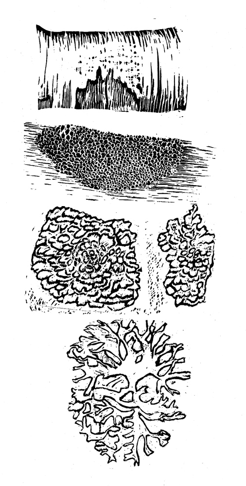 Lichens