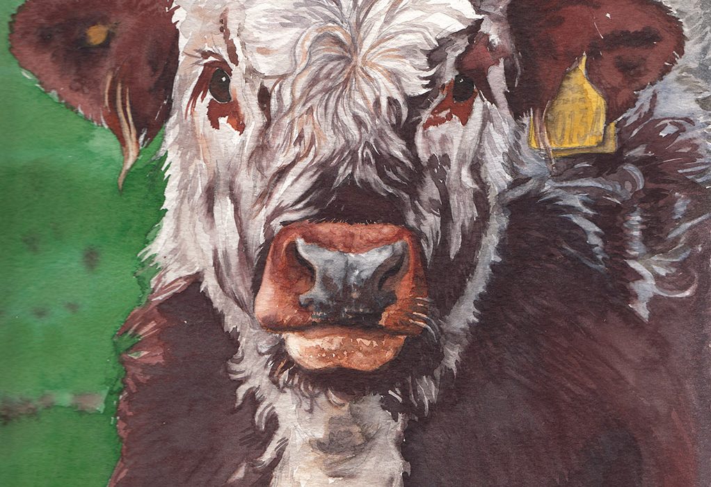Longhorn calf, watercolour