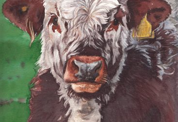 Longhorn calf, watercolour