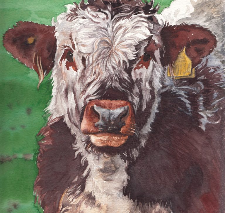 Longhorn calf, watercolour