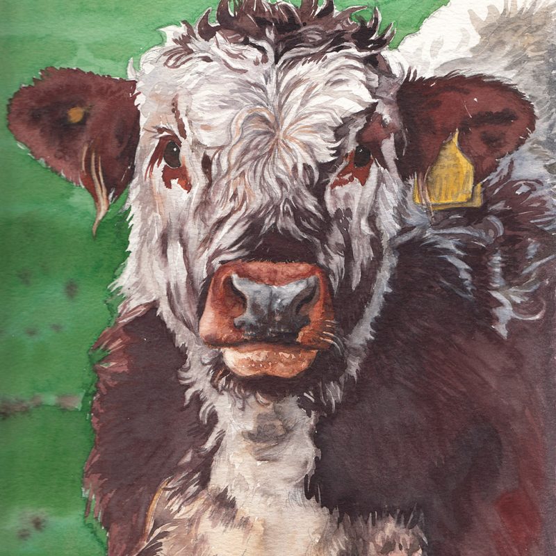 Longhorn calf, watercolour