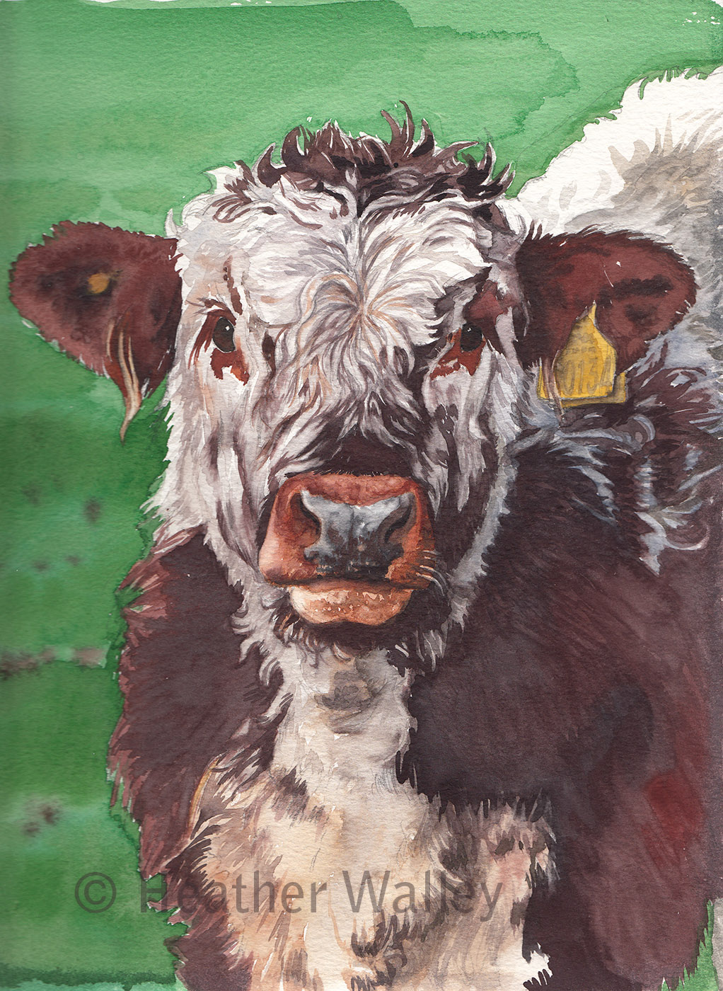 Longhorn calf, watercolour