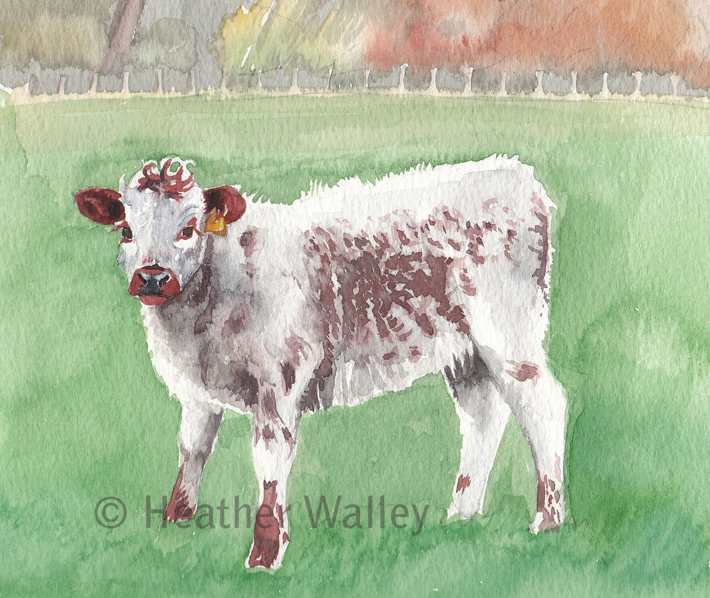 Longhorn calf, watercolour