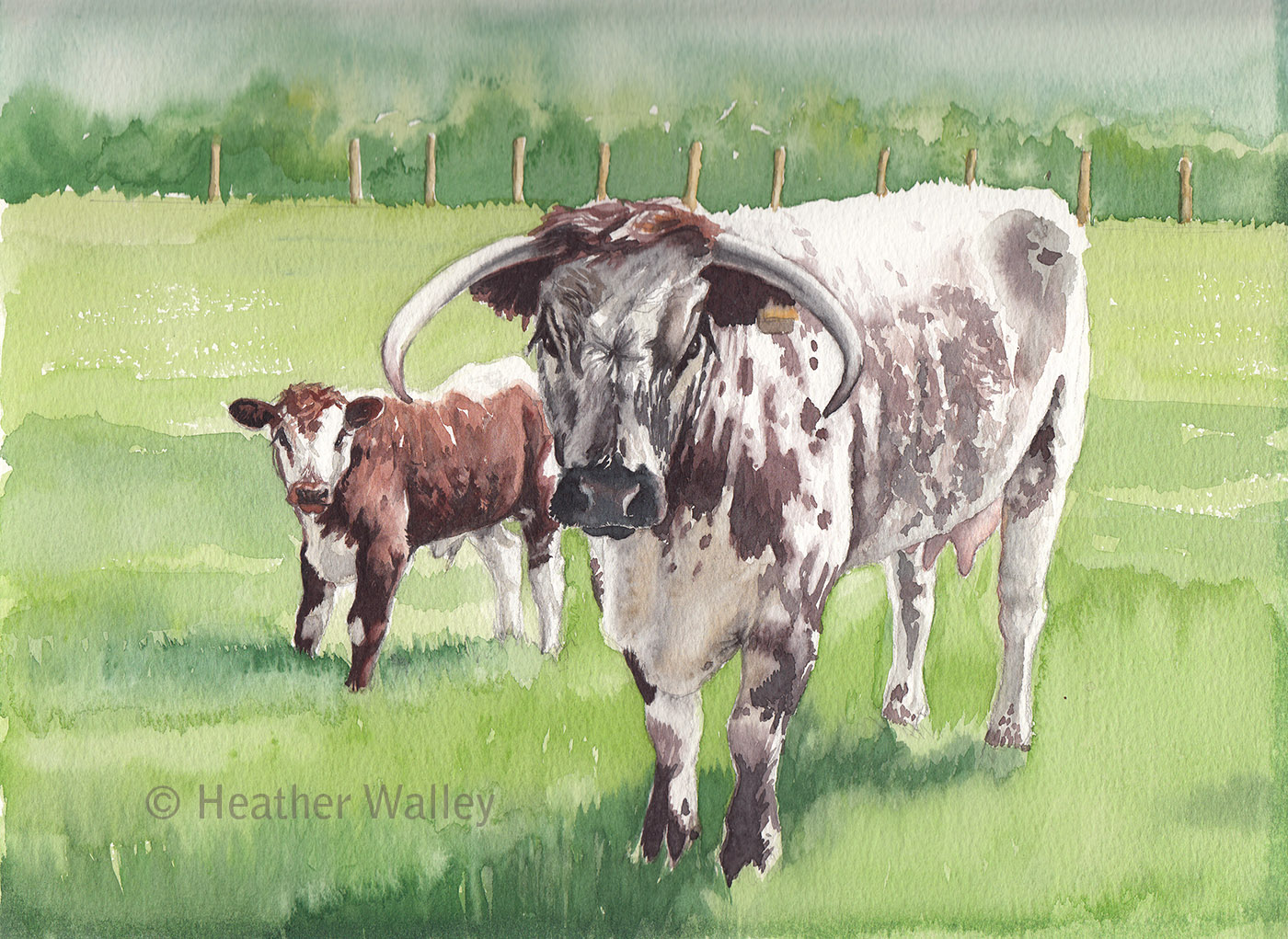 Longhorn and calf, watercolour