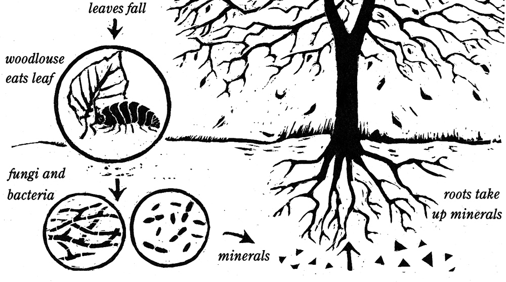 Nutrient cycle