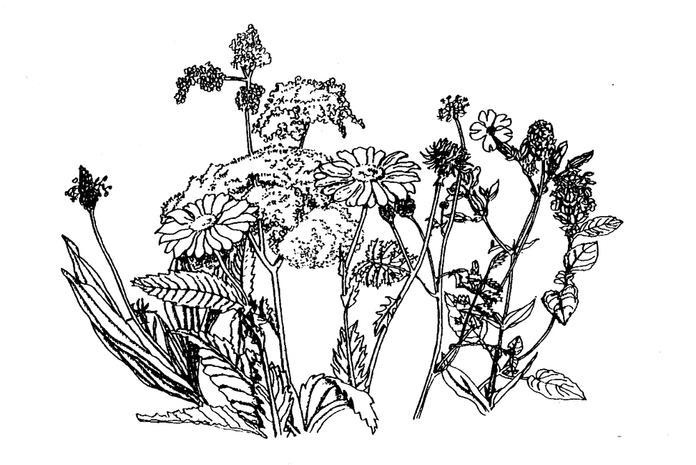 Old Flower Meadow Mix