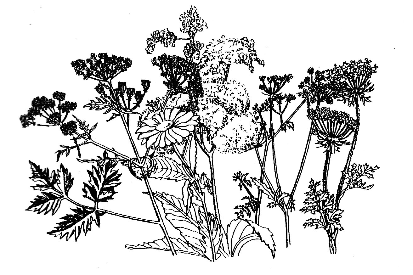 Queen Anne's Lace Mix