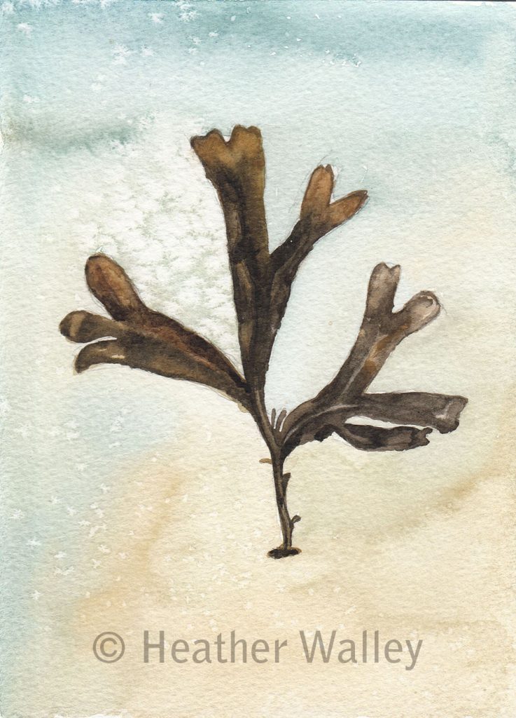 Seaweed