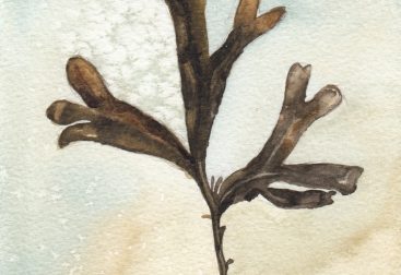 Seaweed