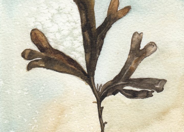 Seaweed