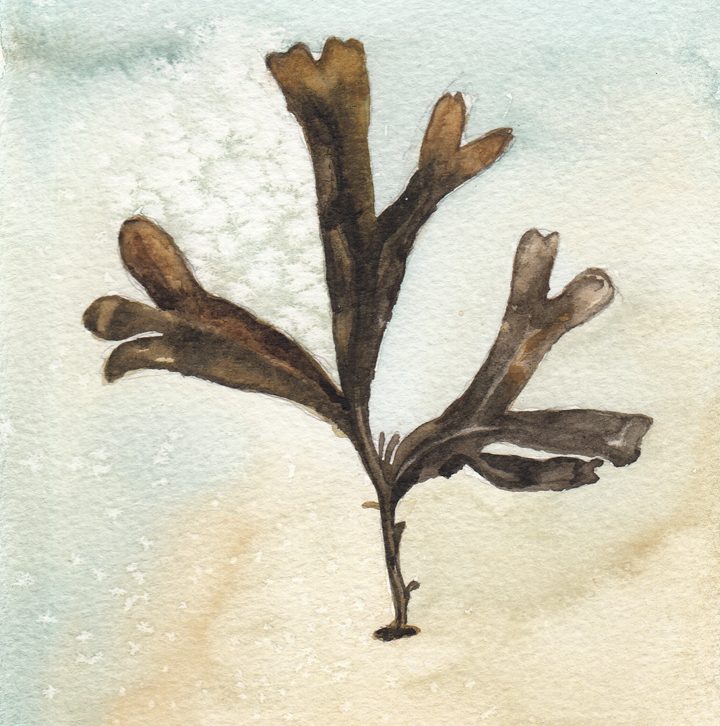 Seaweed