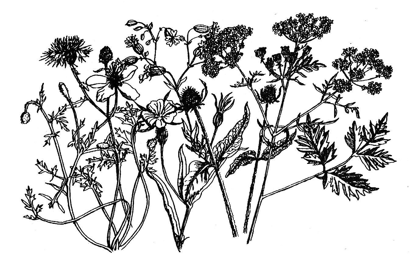 Seed Head Mix