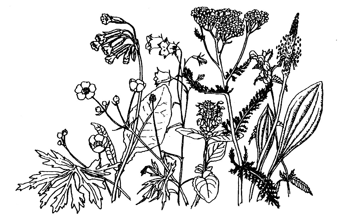 Short Meadow Mix