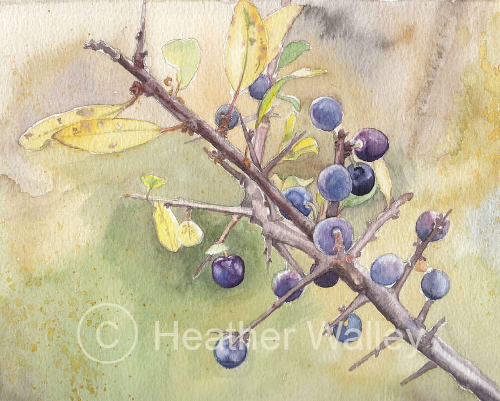 Sloe Berries
