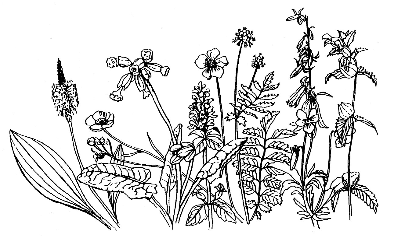 Spring meadow mix