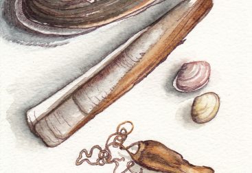 Shells