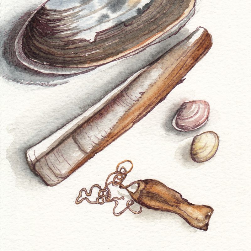 Shells